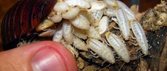 Cockroach offspring