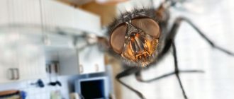 The appearance of flies and cockroaches demonstrates that an unfavorable sanitary environment has been created in homes, offices, and workplaces.