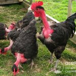 Representatives of the breed have an unusual appearance; they can be easily distinguished at first glance from other chickens by the absence of feathers on the neck