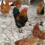 Reasons for the cessation of egg laying in chickens in winter and autumn