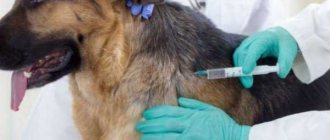 Vaccinations against ticks for dogs - description, mechanism of action, types of vaccines, effectiveness