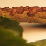 Prevention against scale insects