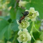 Simple ways to save currants from ants and aphids