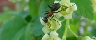 Simple ways to save currants from ants and aphids