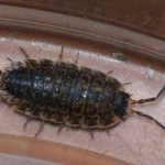Proven ways to get rid of woodlice