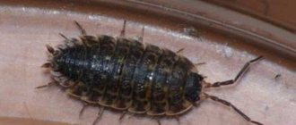 Proven ways to get rid of woodlice