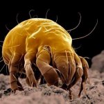 Dust mites in bed - photo of a mite