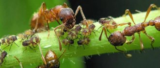 Разновидности муравьев