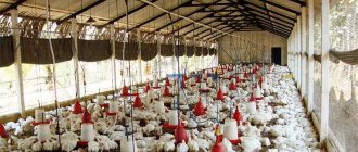 Chicken breeding as a business