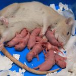 Childbirth in a pet rat