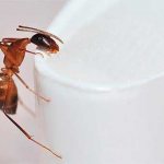 Red ants in the apartment: reasons for their appearance and how to get rid of them