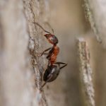 Red forest ant