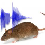 With the help of certain sounds, rats can really be scared away from the house, but how to implement this in practice?..