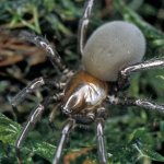 Female silver spider (“Nature” No. 10, 2017)