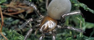 Самка паука-серебрянки («Природа» №10, 2017)