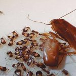 Female red cockroach and newly hatched small cockroaches