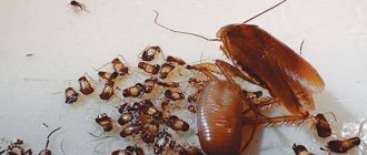 Female red cockroach and newly hatched small cockroaches
