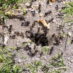 Самки черных муравьев имеют крылья и немного увеличенное брюшко