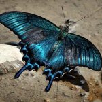 The most beautiful butterflies: Maak&#39;s swallowtail