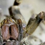 Самые опасные пауки планеты