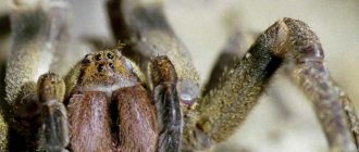 The most dangerous spiders on the planet