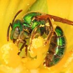 The most powerful stinging insects: Sweat bee