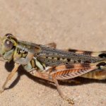 Locusts on the sand