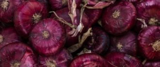 Секреты возделывания ялтинского лука: как правильно выращивать красный крымский сорт? Сбор и хранения урожая