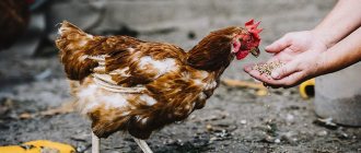 Sulfur for laying hens
