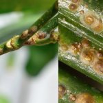 scale insects on plants