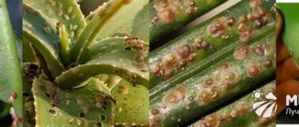 Scale insect pest of indoor plants