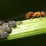 Symbiosis of ants and aphids
