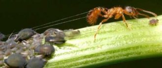 Symbiosis of ants and aphids