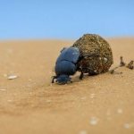 Скарабей-жук-насекомое-Описание-особенности-образ-жизни-и-среда-обитания-скарабея-2