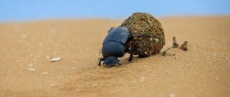 Скарабей-жук-насекомое-Описание-особенности-образ-жизни-и-среда-обитания-скарабея-2