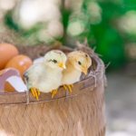 Сколько дней гуси высиживают яйца