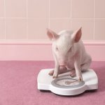How much should a piglet weigh?