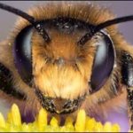 Сколько глаз у пчелы