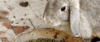 How much feed does a rabbit eat per day?