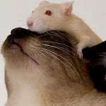 сколько лет живут ручные домашние крысы