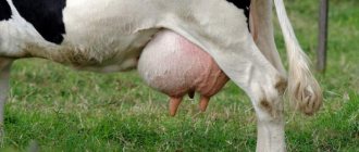 Сколько сосков должно быть у коровы и козы: особенности животных