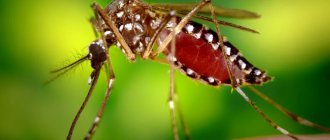 Сколько живет комар: продолжительность жизни, после укуса, в квартире