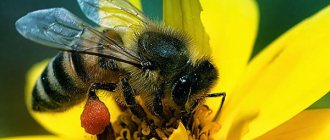 сколько живёт медоносная пчела