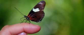 How long do butterflies live in nature and in captivity?