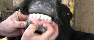How many teeth does a cow have?