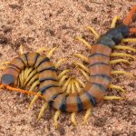 Scolopendra prefers loose soil and sand