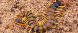 Scolopendra prefers loose soil and sand