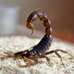 scorpion is an animal or insect photo