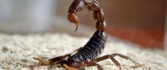 скорпион это животное или насекомое фото