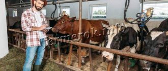 Cattle breeding is a branch of livestock farming that specializes in the breeding of cattle